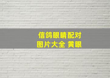 信鸽眼睛配对图片大全 黄眼